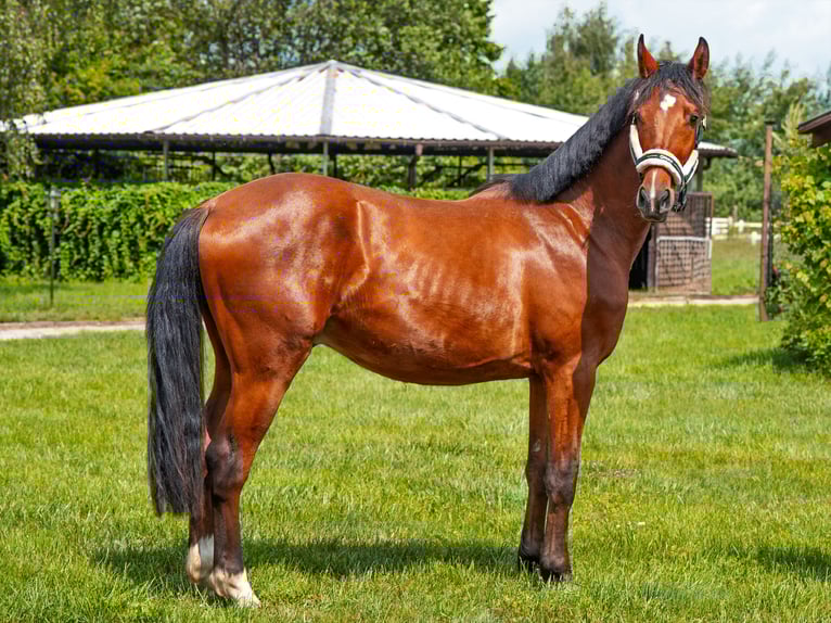 Anglo-Arabo Wallach 3 Jahre 158 cm Rotbrauner in Strykow