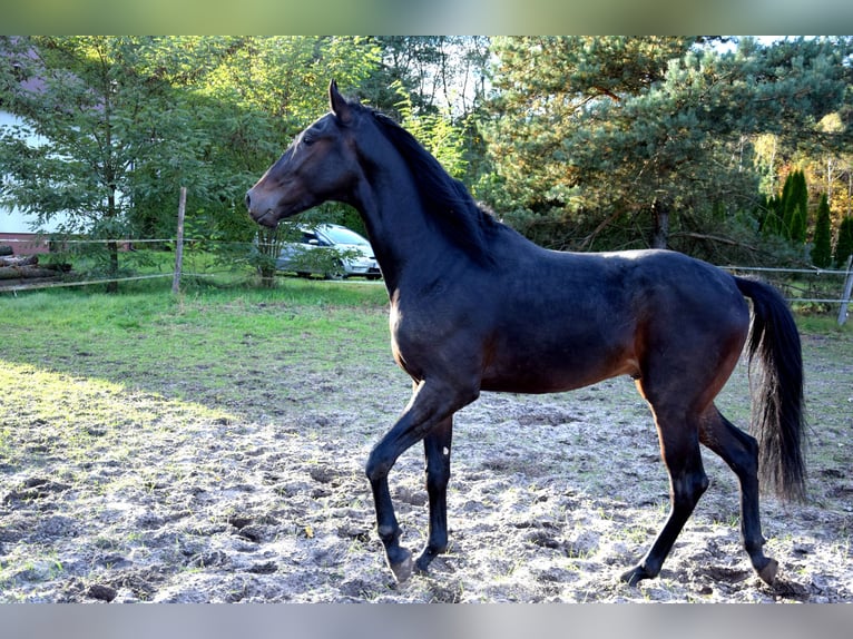 Anglo-Arabo Wallach 3 Jahre 162 cm Rappe in Tuczepy