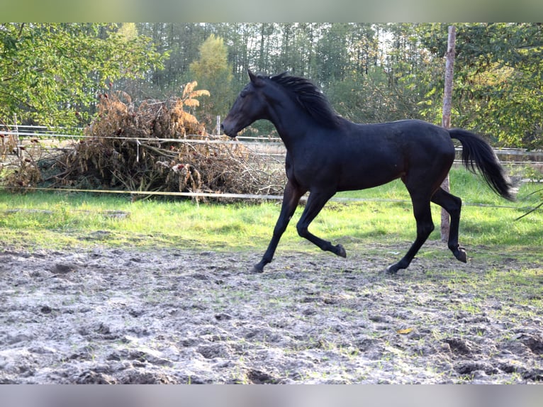 Anglo-Arabo Wallach 3 Jahre 162 cm Rappe in Tuczepy