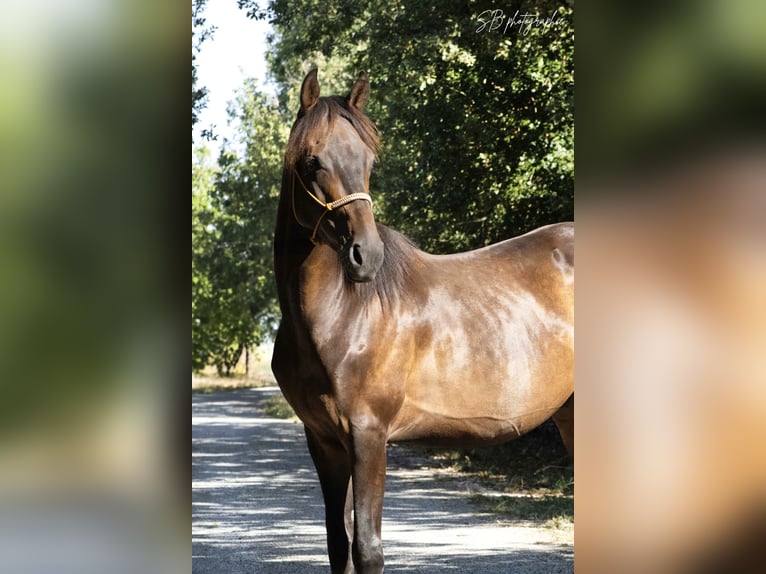 Anglo-Arabo Wallach 4 Jahre 160 cm Rappe in Fontanes