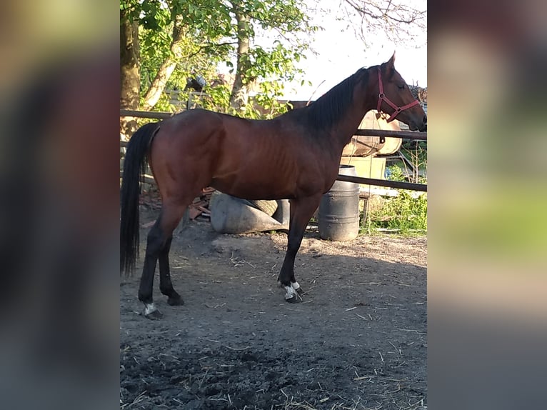 Anglo-Arabo Wallach 4 Jahre 163 cm Rotbrauner in Chodów