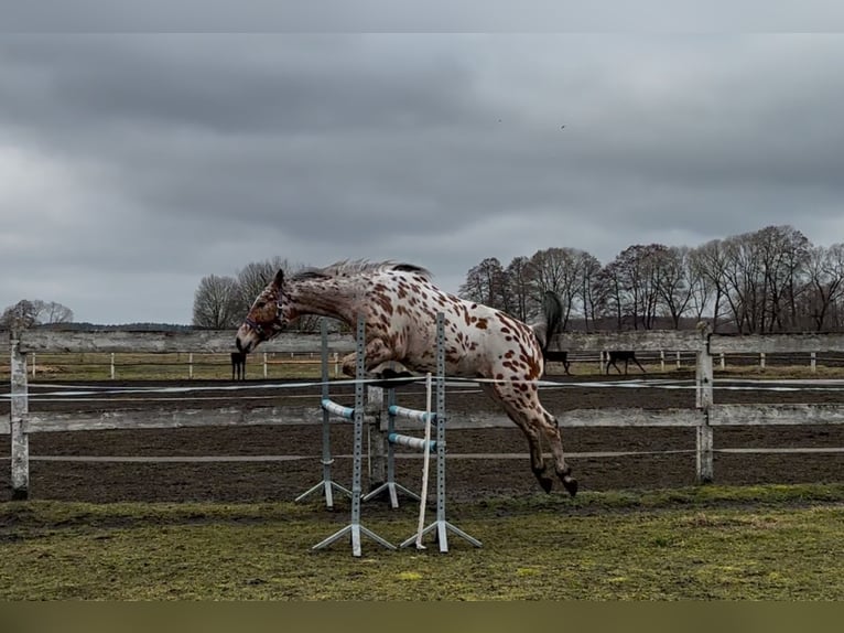 Anglo-Arabo Mix Wallach 4 Jahre 165 cm Tigerschecke in Ach&#xE8;res