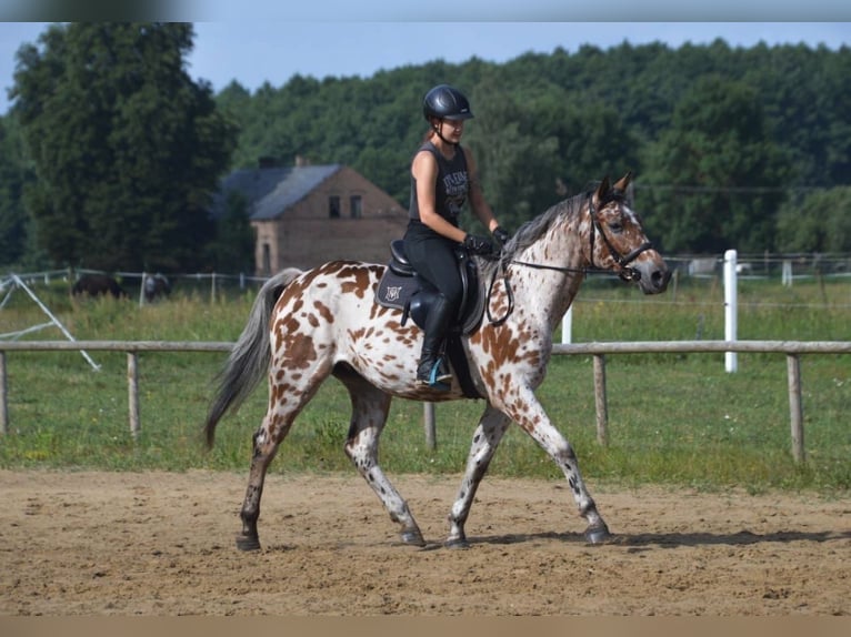 Anglo-Arabo Mix Wallach 4 Jahre 165 cm Tigerschecke in Ach&#xE8;res