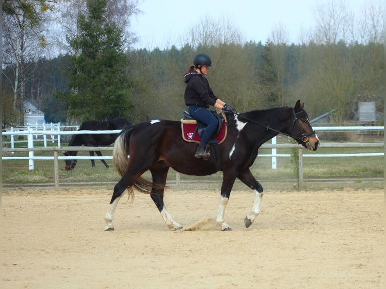 Anglo-Arabo Wallach 4 Jahre 170 cm Schecke in Santok