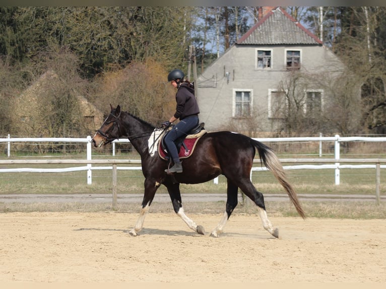 Anglo-Arabo Wallach 4 Jahre 170 cm Schecke in Santok