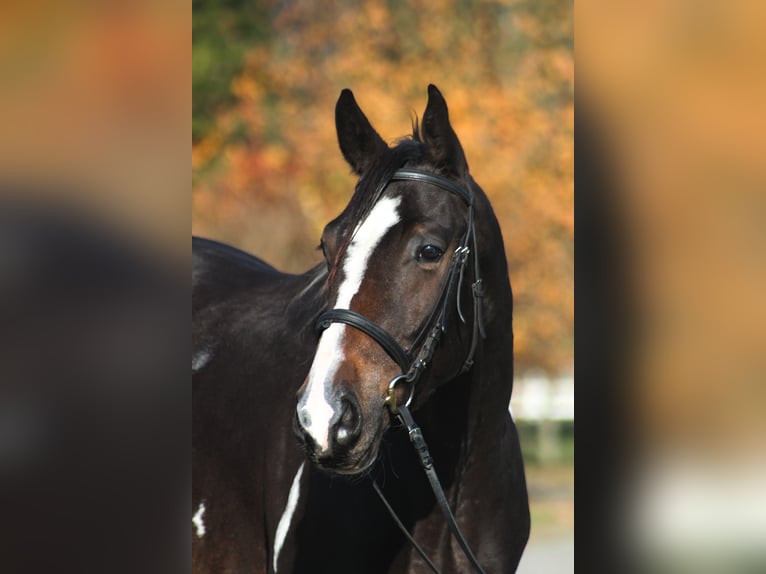 Anglo-Arabo Wallach 4 Jahre 170 cm Schecke in Santok