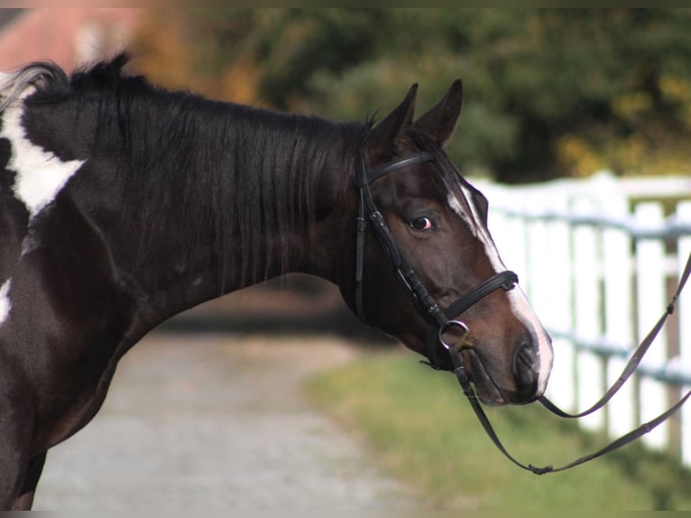 Anglo-Arabo Wallach 4 Jahre 170 cm Schecke in Santok