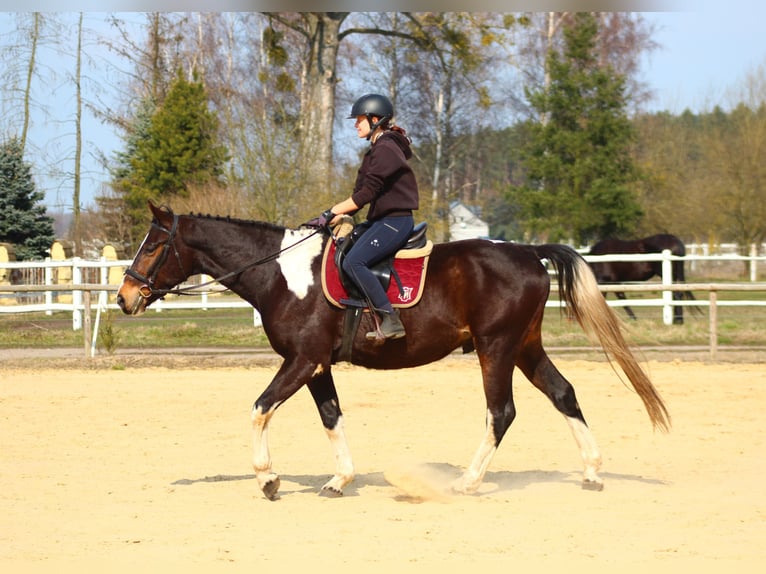 Anglo-Arabo Wallach 4 Jahre 170 cm Schecke in Santok