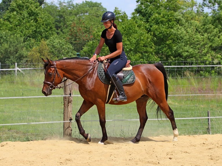 Anglo-Arabo Wallach 5 Jahre 155 cm Rotbrauner in P&#xE9;r