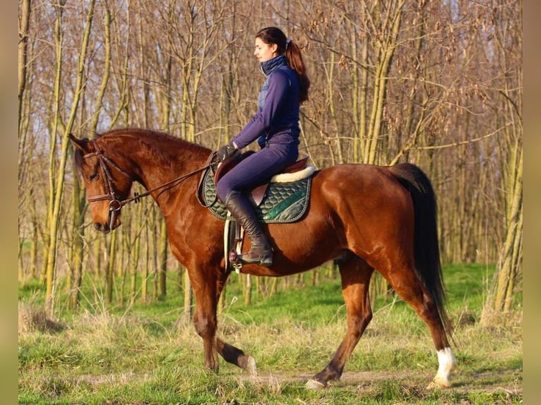 Anglo-Arabo Wallach 5 Jahre 155 cm Rotbrauner in Pér