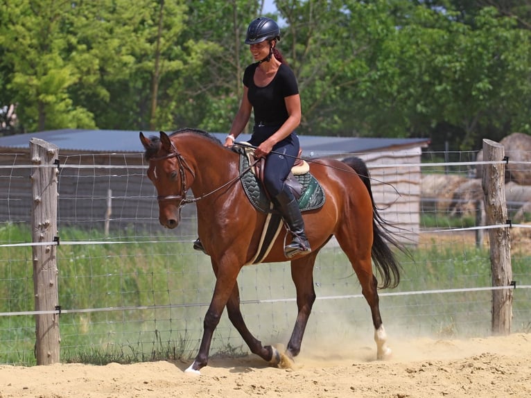 Anglo-Arabo Wallach 5 Jahre 155 cm Rotbrauner in P&#xE9;r