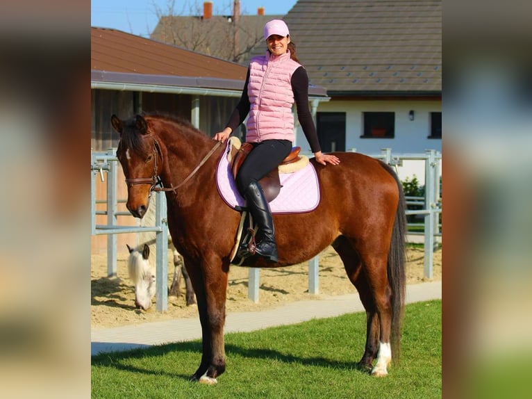 Anglo-Arabo Wallach 5 Jahre 155 cm Rotbrauner in Pér