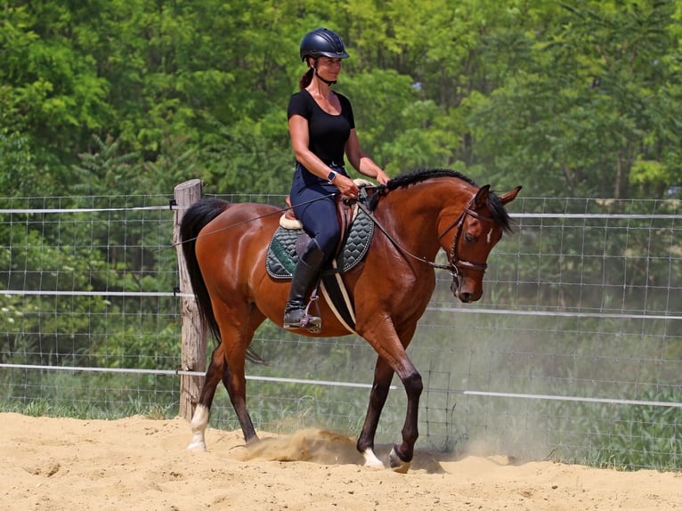 Anglo-Arabo Wallach 5 Jahre 155 cm Rotbrauner in P&#xE9;r