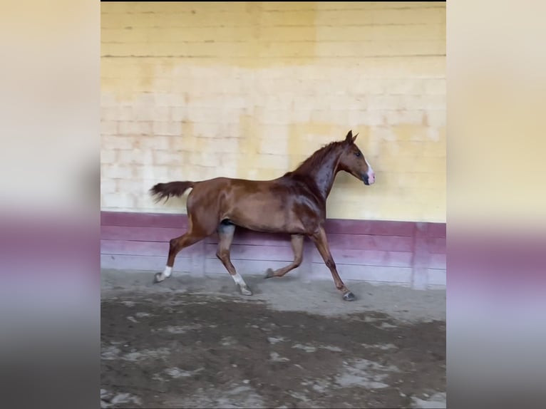 Anglo-Arabo Wallach 5 Jahre 160 cm Fuchs in Arles