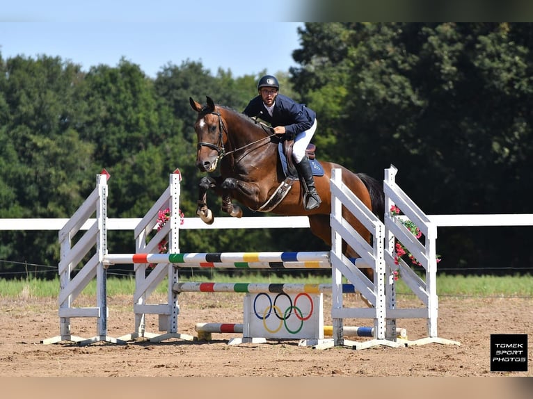 Anglo-Arabo Wallach 5 Jahre 170 cm Dunkelbrauner in VIEVY LE RAYE