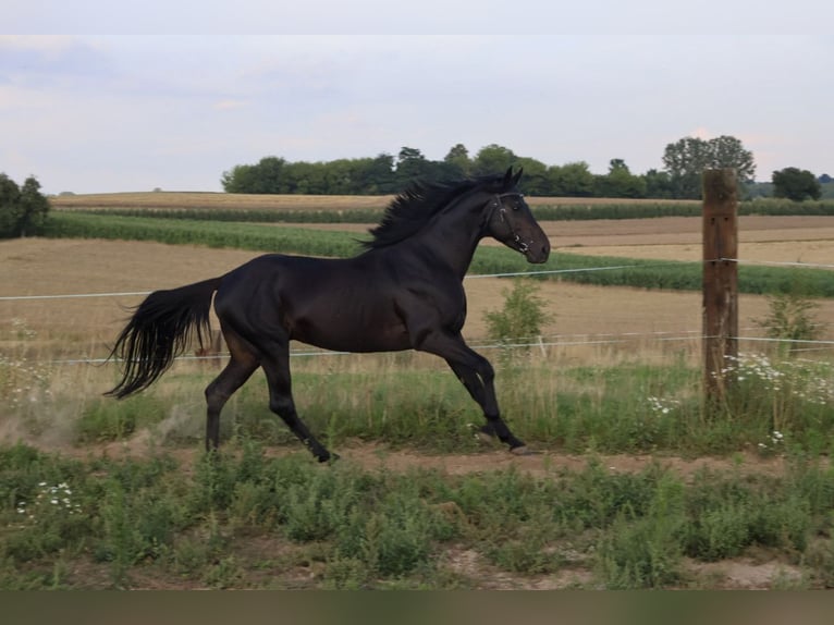 Anglo-Arabo Wallach 6 Jahre 153 cm Schwarzbrauner in Iwaniska