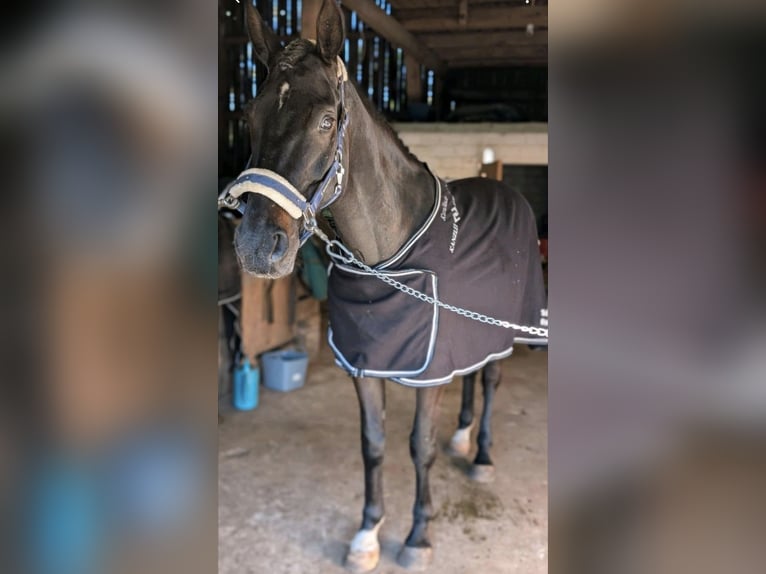 Anglo-Arabo Wallach 6 Jahre 168 cm Dunkelbrauner in Wangelau