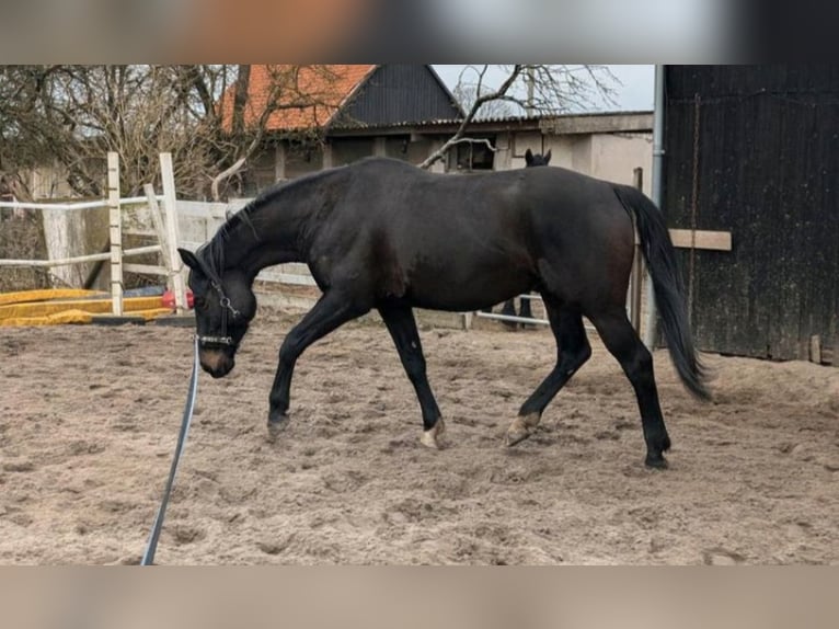 Anglo-Arabo Wallach 6 Jahre 168 cm Dunkelbrauner in Wangelau