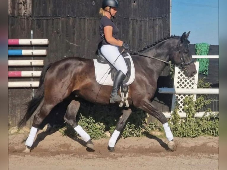 Anglo-Arabo Wallach 6 Jahre 168 cm Dunkelbrauner in Wangelau
