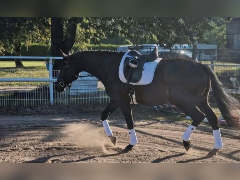 Anglo-Arabo Wallach 6 Jahre 168 cm Dunkelbrauner in Wangelau