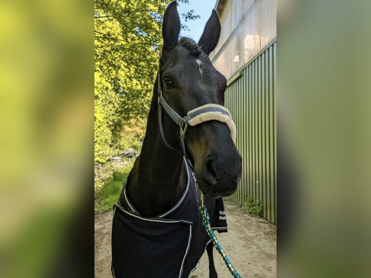 Anglo-Arabo Wallach 6 Jahre 168 cm Dunkelbrauner in Wangelau