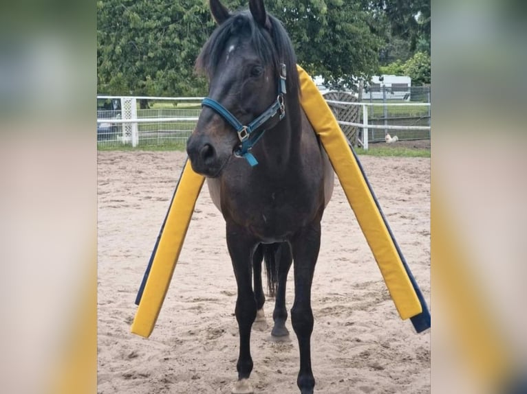 Anglo-Arabo Wallach 6 Jahre 168 cm Dunkelbrauner in Wangelau
