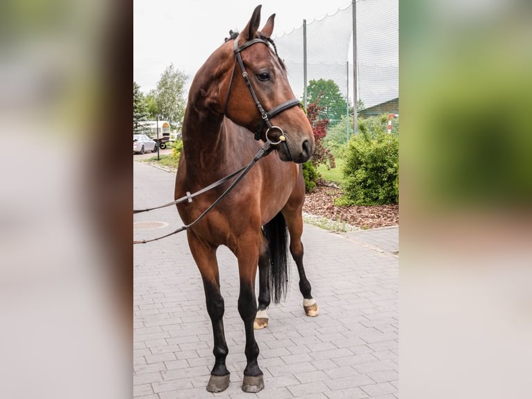 Anglo-Arabo Wallach 6 Jahre 170 cm Rappe in Stryków