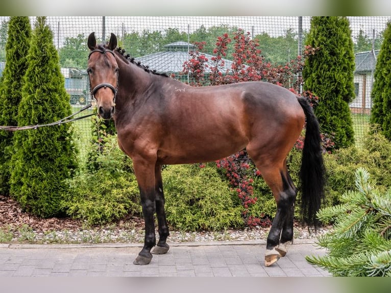 Anglo-Arabo Wallach 6 Jahre 170 cm Rappe in Stryków