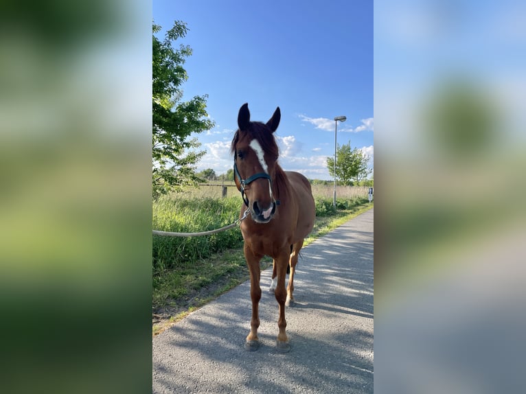 Anglo-Arabo Wallach 7 Jahre 150 cm Fuchs in Hohen Neuendorf - Bergfelde