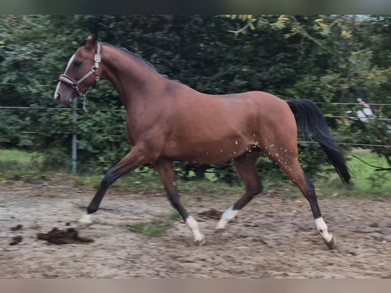 Anglo-Arabo Wallach 7 Jahre 155 cm Brauner in Oberpullendorf