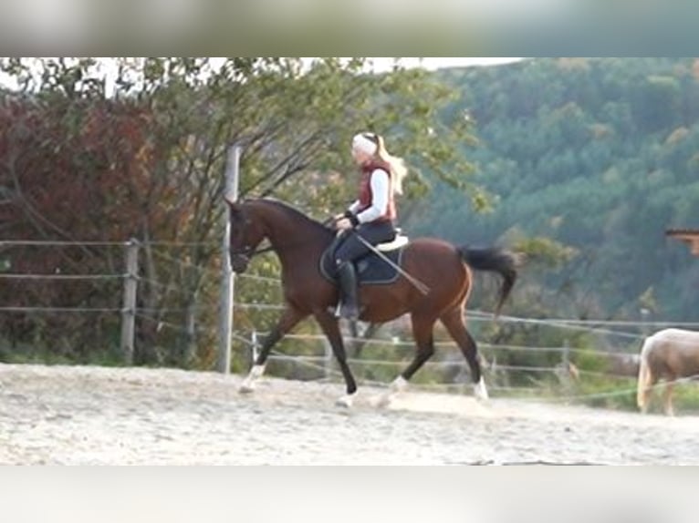 Anglo-Arabo Wallach 7 Jahre 155 cm Brauner in Oberpullendorf