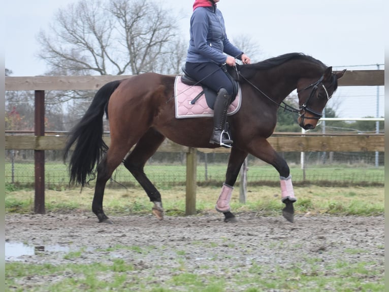 Anglo-Arabo Wallach 7 Jahre 161 cm Brauner in Achtmaal