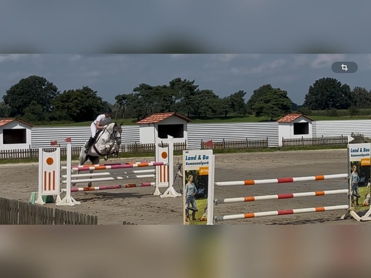 Anglo-Arabo Wallach 7 Jahre 164 cm Schecke in Bad Oldesloe