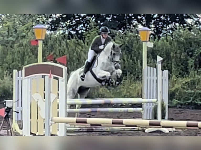 Anglo-Arabo Wallach 7 Jahre 164 cm Schecke in Bad Oldesloe
