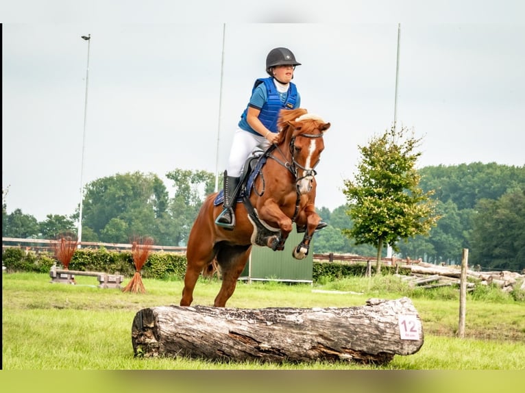 Anglo-Arabo Wallach 8 Jahre 143 cm Fuchs in Son en Breugel