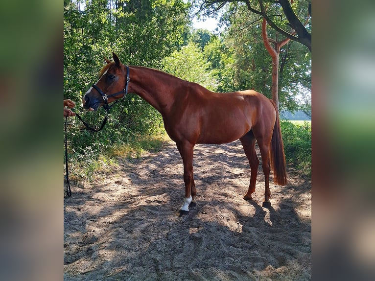 Anglo-Arabo Wallach 8 Jahre 143 cm Fuchs in Son en Breugel