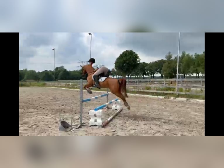 Anglo-Arabo Wallach 8 Jahre 143 cm Fuchs in Son en Breugel