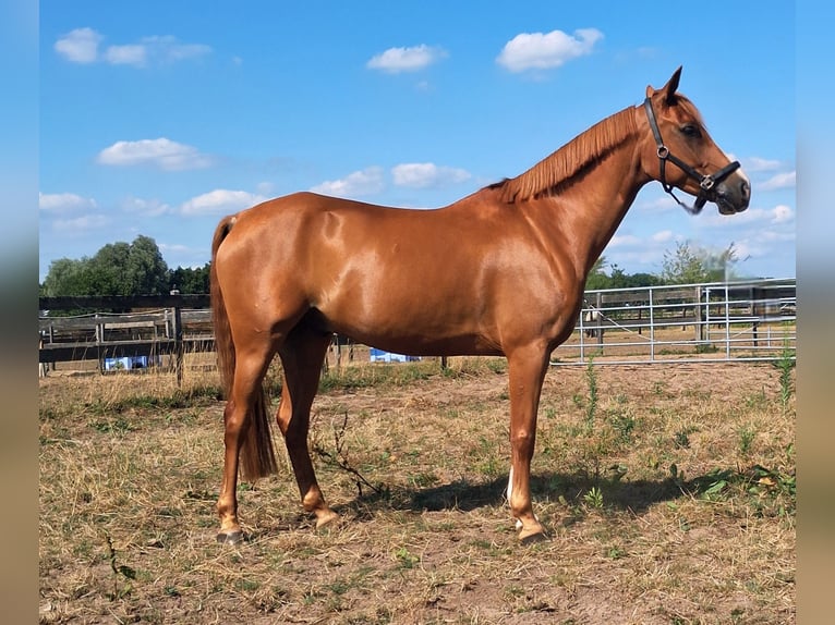 Anglo-Arabo Wallach 8 Jahre 143 cm Fuchs in Son en Breugel