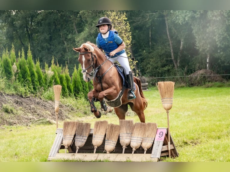 Anglo-Arabo Wallach 8 Jahre 143 cm Fuchs in Son en Breugel