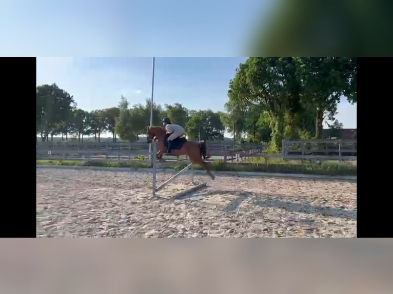 Anglo-Arabo Wallach 8 Jahre 143 cm Fuchs in Son en Breugel