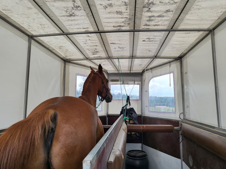 Anglo-Arabo Mix Wallach 8 Jahre 152 cm Fuchs in Weissach Anglo-Arabo Mix Wallach 8 Jahre 152 cm Fuchs in Weissach