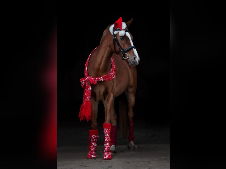 Anglo-Arabo Mix Wallach 8 Jahre 152 cm Fuchs in Weissach
