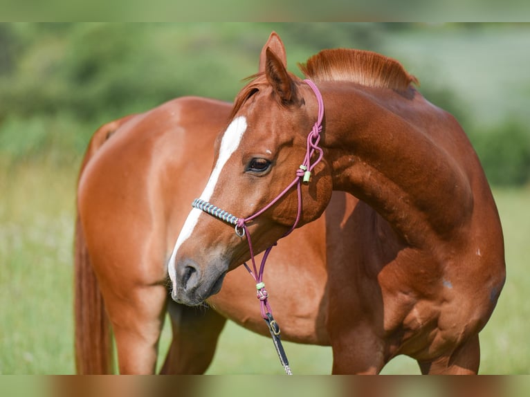 Anglo-Arabo Mix Wallach 8 Jahre 152 cm Fuchs in Weissach