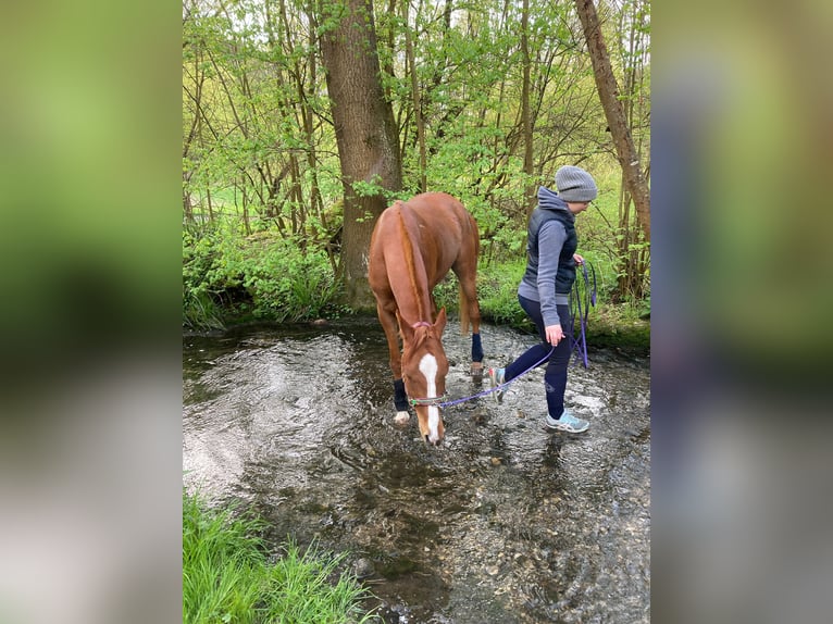 Anglo-Arabo Mix Wallach 8 Jahre 152 cm Fuchs in Weissach