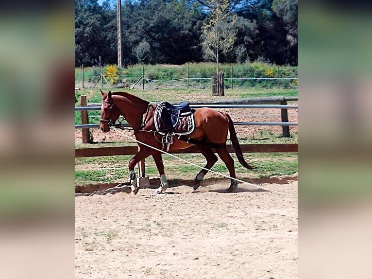 Anglo-Arabo Wallach 8 Jahre 154 cm Fuchs in Canet DAdri