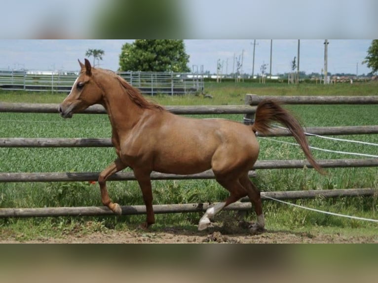 Anglo-Arabo Wallach 8 Jahre 155 cm Brauner in Oberpullendorf
