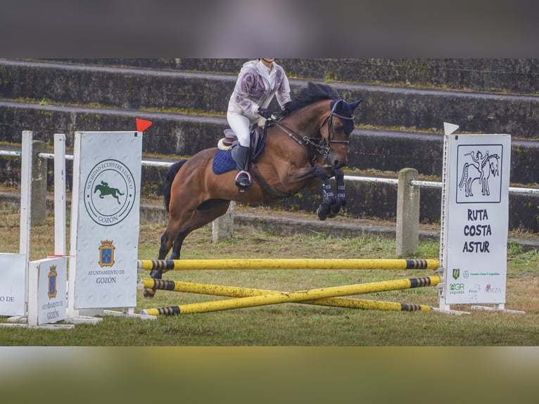 Anglo-Arabo Wallach 8 Jahre 158 cm Brauner in Gijon