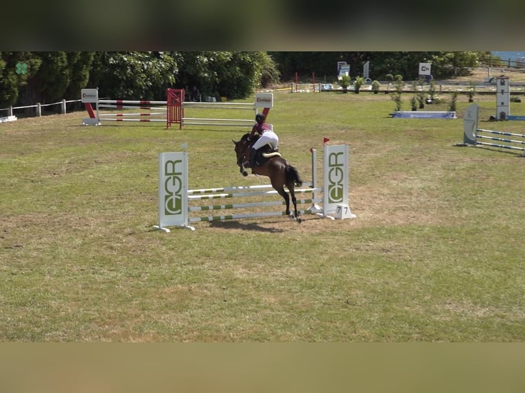 Anglo-Arabo Wallach 8 Jahre 158 cm Brauner in Gijon