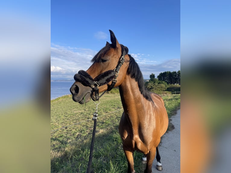 Anglo-Arabo Wallach 8 Jahre 158 cm Brauner in Gijon