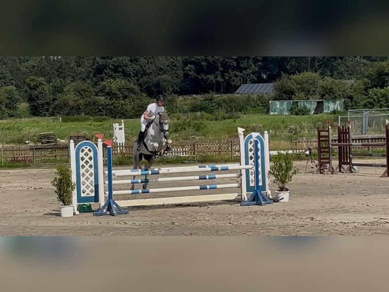 Anglo-Arabo Wallach 8 Jahre 164 cm Schecke in Bad Oldesloe